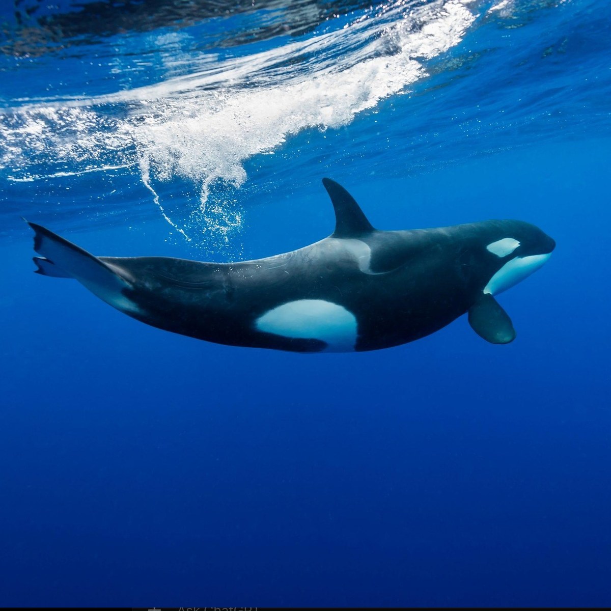 Orca